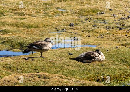 A South American Crested Duck, Lophonetta specularioides, in a wetland in Lauca National Park on the altiplano in Chile.  This is the subspecies Andea Stock Photo