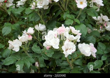 The colorful blossoms of roses in white to light pink hue in beautiful flowering rose bush in a summer garden. Stock Photo