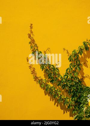 ivy plant crawling on bright yellow wall Stock Photo