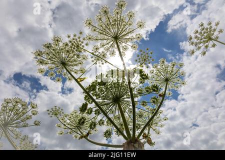 The hogweed a huge plant with large white parasol-like flowers, a dangerous plant for humans that can suffer severe burns from it Stock Photo