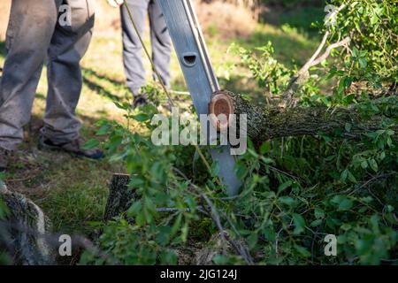 Pile of cut branches with tree rings at base of ladder workmen background Stock Photo