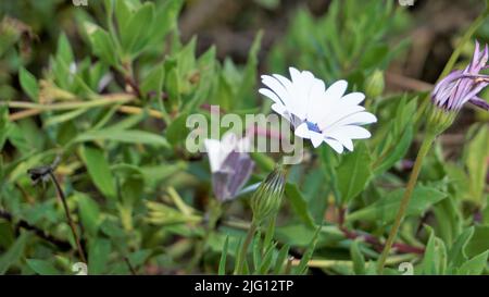 Closeup of Beautiful white flowers of Dimorphotheca pluvialis also known as Cape rain daisy, marigold, Weather prophet, White Namaqualand daisy etc. F Stock Photo