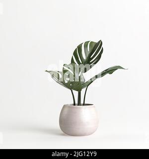 3d illustration of houseplant in potted on white background Stock Photo