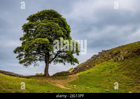 The Sycamore tree at Sycamore Gap along Hadrian’s Wall, Northumberland, England Stock Photo
