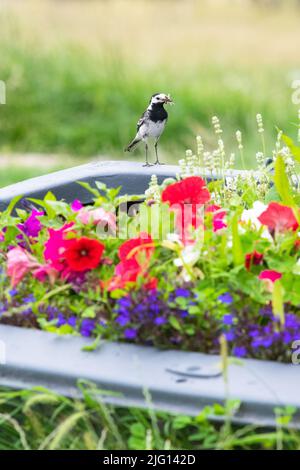 Neptune's Beach Cafe, Leysdown-on-Sea, Isle of Sheppey, Kent - 6 July 2022: A pair of pied wagtails are raising their chicks for a second year in a brightly planted boat in the garden of Neptune's Beach Cafe. The boat was originally planted to encourage bees and the birds were clearly impressed! Credit: Kay Roxby/Alamy Live News Stock Photo