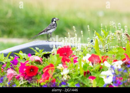 Neptune's Beach Cafe, Leysdown-on-Sea, Isle of Sheppey, Kent - 6 July 2022: A pair of pied wagtails are raising their chicks for a second year in a brightly planted boat in the garden of Neptune's Beach Cafe. The boat was originally planted to encourage bees and the birds were clearly impressed! Credit: Kay Roxby/Alamy Live News Stock Photo