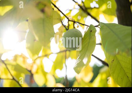 View from below of a ripening green asimina fruit growing on a pawpaw tree lit by the sun. Stock Photo