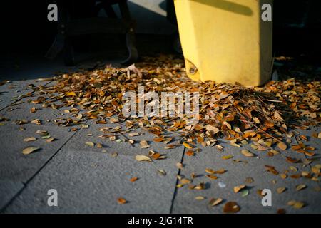 Yellow fallen leaves on the pavement Stock Photo