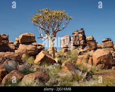 Quiver Trees near Keetmanshoop, Namibia Stock Photo