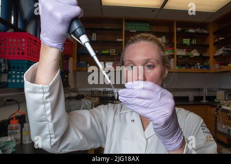 A female scientist at the university of California, Berkeley at work in the lab using a pipette. Stock Photo