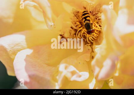 a large hoverfly sits on a rose blossom Stock Photo