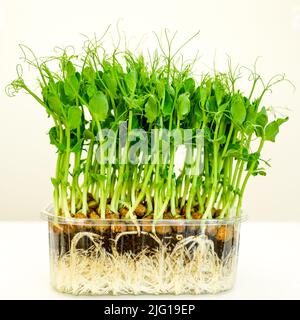 Side view of beans pea sprouts with white roots in a transparent plastic pot on a light background Stock Photo