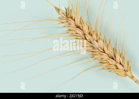 Single piece of ripe durum wheat grain Stock Photo