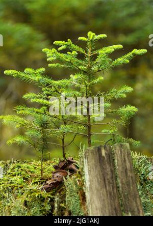 A small tree grows on an old tree stump. New things are created, old things go by... Stock Photo