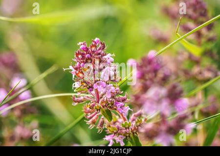 Small purple breckland wild thyme - Thymus serpyllum - flowers growing on summer meadow, closeup macro detail Stock Photo