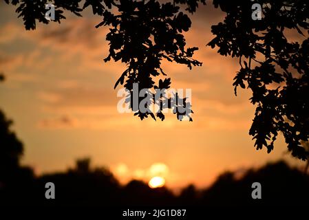 Colourful dramatic sky with an oakbranch in the foreground during sunset Stock Photo