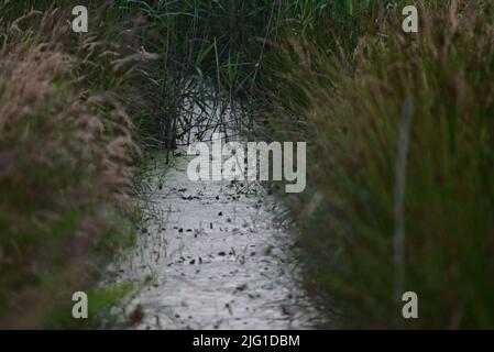 Little streamlet between meadows with greens at the side Stock Photo