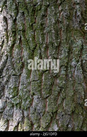 bark tree texture, background. High quality photo Stock Photo