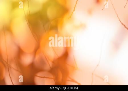 Autumn forest bokeh multicolored texture. Autumn abstract blurred background. Stock Photo