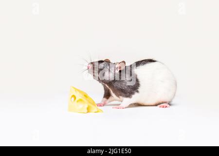 Cheese and mouse. Mouse with a slice of swiss cheese isolated on white. Little mouse trying to move a piece of cheese Stock Photo