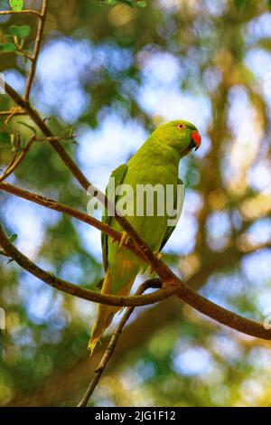 The rose-ringed parakeet (Psittacula krameri), also known as the ring-necked parakeet (more commonly known as the Indian ringneck parrot) Stock Photo