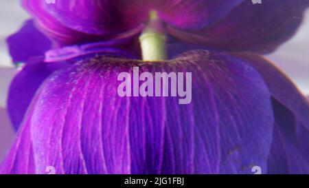 A bright purple flower. Stock footage. A large bud of delicate color with large petals is lowered into clear water and turned over in the water. High Stock Photo
