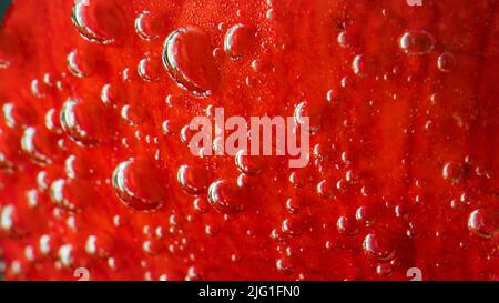 Bright bubbles in crystal clear water. Stock footage. A red flower is lowered into the water and there are large bubbles on it that envelop it all. Hi Stock Photo