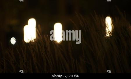 Close up of green grass inside the city courtyard with street lamps. Stock footage. Late evening landscape outdoors Stock Photo