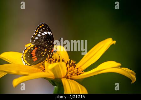 Butterfly on yellow flower with green background Stock Photo
