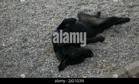 Black happy dog lies on a pebble at the seaside. Creative. Cute dog relaxing and sleeping on small stones on a summer day Stock Photo