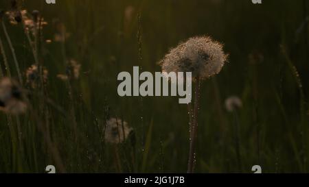 Close up of fluffy dandelion heads covered by hundreds of small rain drops. Creative. Rain falling down on summer green meadow Stock Photo