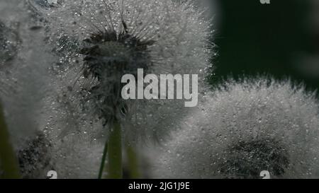 Close up of fluffy dandelion heads covered by hundreds of small rain drops. Creative. Rain falling down on summer green meadow Stock Photo
