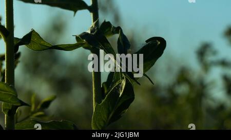 Green environment concept, summer natural meadow background. Creative. Stems of growing plants in a field Stock Photo