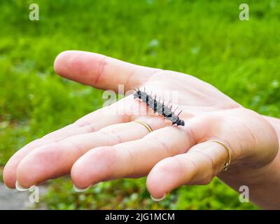 Nowy Dwor Mazowiecki, Poland - August 12, 2021. Aglais io - Caterpillar by European peacock in woman hand Stock Photo