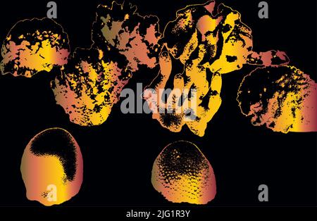 Corals grange background of black . Vector illustration of the ocean fauna. Aquariums and Oceariums. Corals and algae on the bottom . Stock Vector