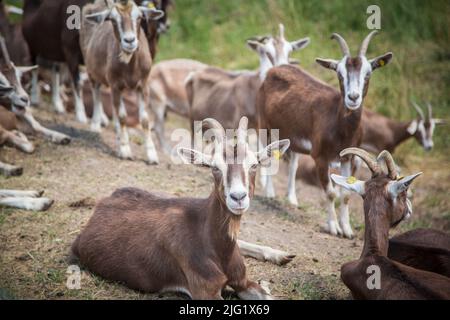 A herd of Togggenburger goats, a dairy goat breed from Switzerland Stock Photo