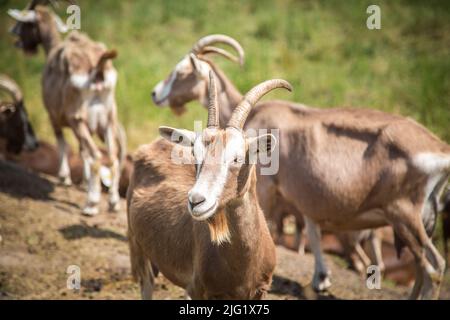 A herd of Togggenburger goats, a dairy goat breed from Switzerland Stock Photo