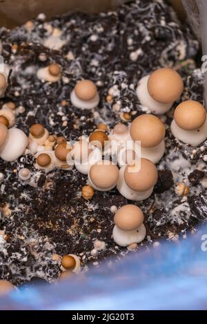 Champignons.mushroom mycelium. Growing and collecting champignons.Brown mushrooms.Growing mushrooms at home.Brown champignons background.Source of Stock Photo