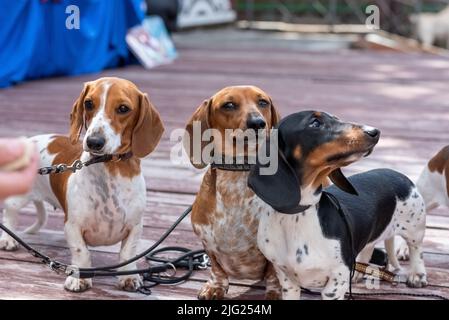 Three cute spotted pygmy dachshunds on a wooden podium. High quality photo Stock Photo