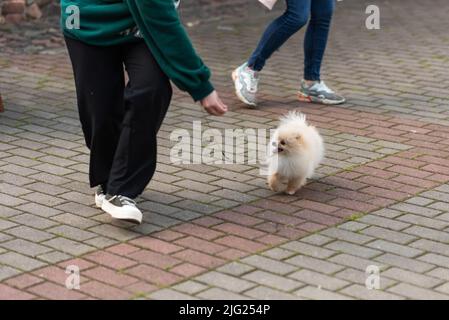 Beautiful Spitz, beige, runs for a treat, in the owner's hand. High quality photo Stock Photo