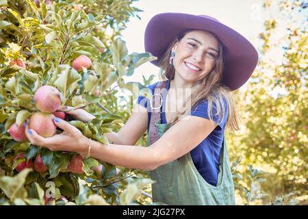 Happy farmer picking apples from a tree during harvest season in an orchard. Portrait of one cheerful caucasian woman smiling while gathering fresh Stock Photo