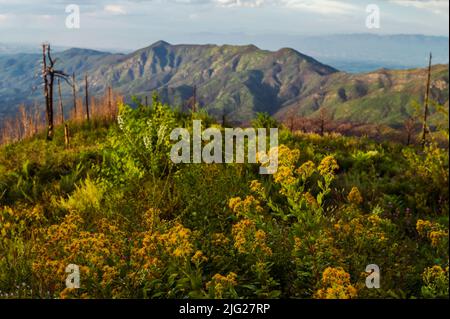 Wildflowers grow on top of Mt Lemmon in Arizona after a devastating wildfire Stock Photo
