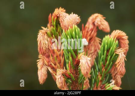 Closeup of new budding pine tree needles growing on fir or cedar trees, isolated against a bokeh background with copy space. Remote resin coniferous Stock Photo