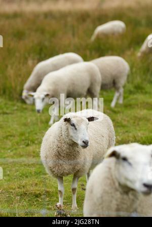 Group of sheep standing together and grazing on a farm pasture. Hairy, wool animals eating green grass in remote countryside farmland and agriculture Stock Photo