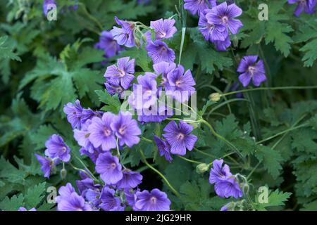 Beautiful garden flower bed on a lawn. Perennial purple cranesbill blossoms growing and thriving in spring. Colorful ornamental flowers blooming in a Stock Photo