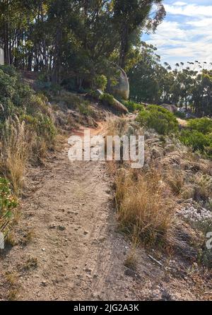 Landscape of a hiking trail near cultivated woodland on Table Mountain in Cape Town. Forest of tall Eucalyptus trees growing on a sandy hill in South Stock Photo