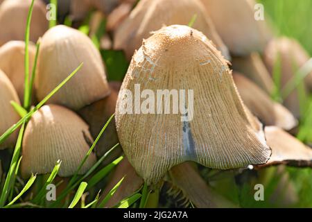 Closeup of mushroom caps growing on a field under the sunlight. Details of a fungi textures with tiny bugs or insect pests on the top. Group of wild Stock Photo