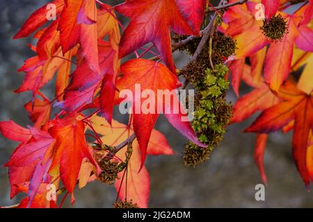 Red Maple In Autumn Stock Photo