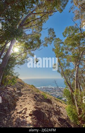 Landscape of a mountain trail near cultivated woodland on Table Mountain in Cape Town. Forest of tall Eucalyptus trees growing on a sandy hill in Stock Photo