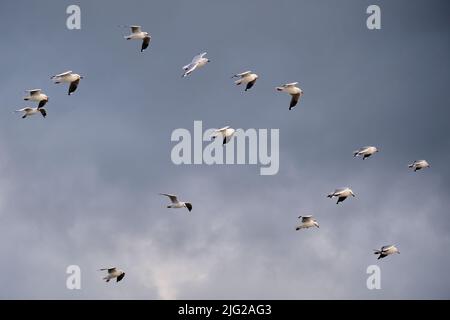 Silver Gulls Aloft Stock Photo